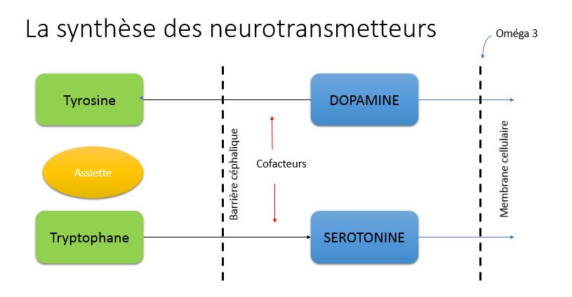 Neutrotransmetteurs 1