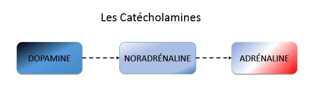 Nourrircerveau catécholamines