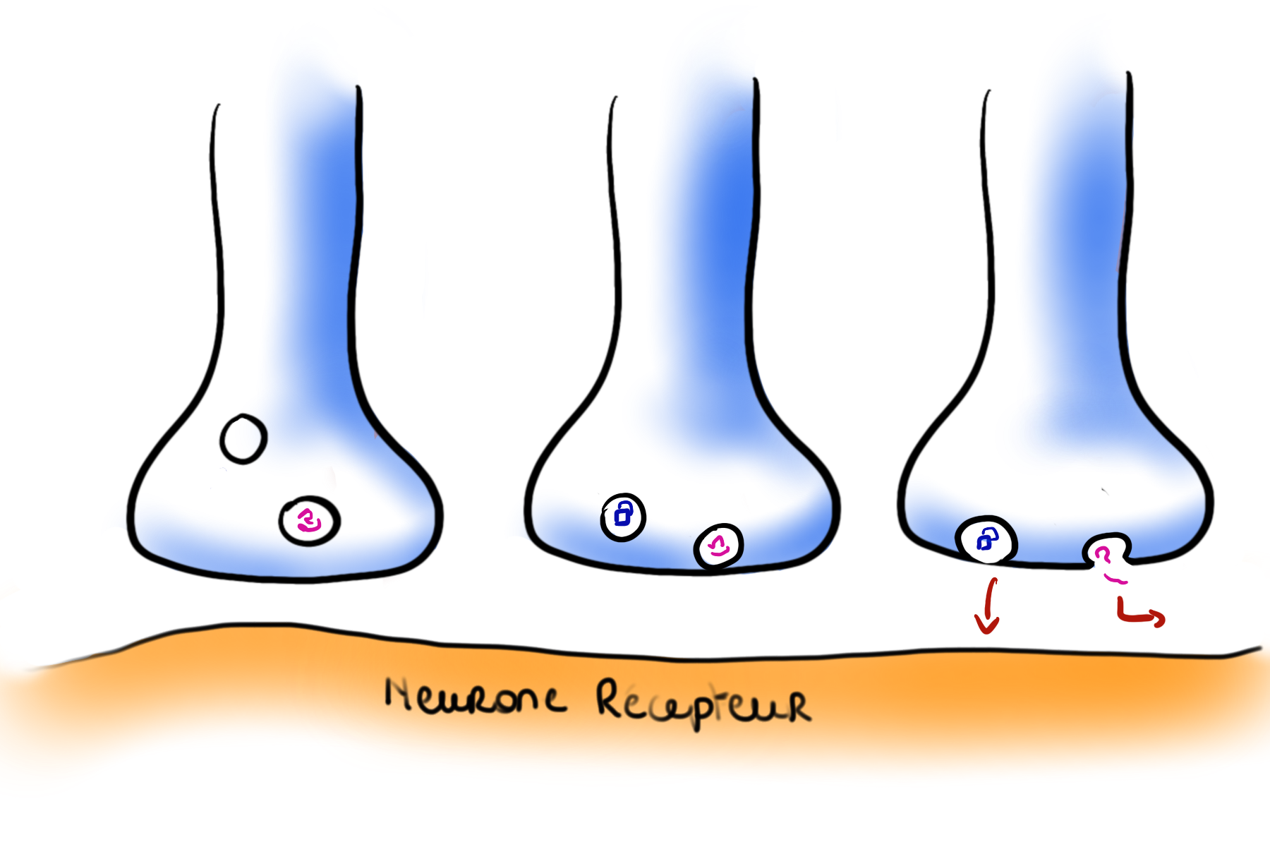 Nourrircerveau exocytose