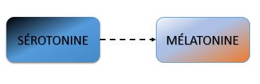 Nourrircerveau serotonine