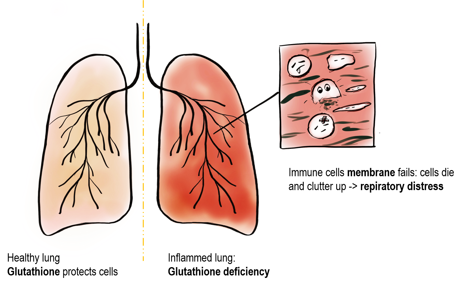 lung english